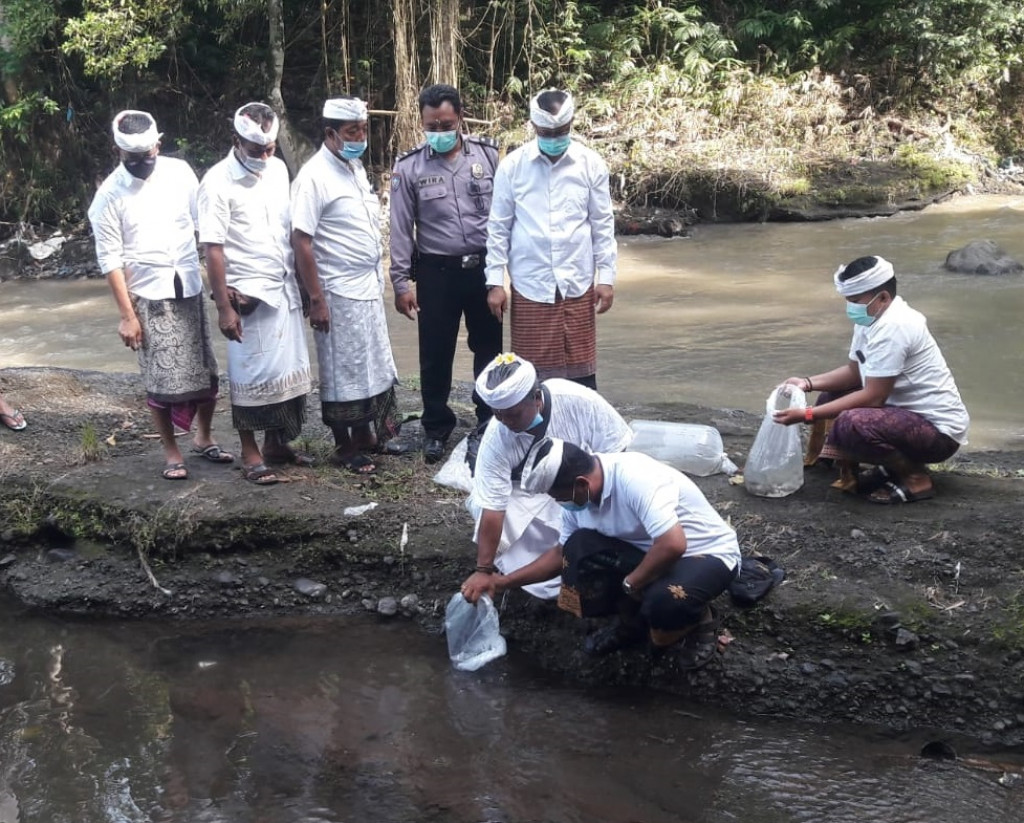 Pelepasan 5.000 bibit Ikan dialiran sungai Ayung